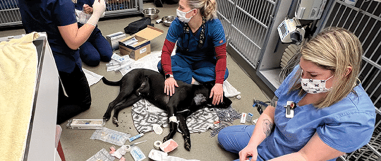 Advanced Nursing Care Provides a Chance at Survival