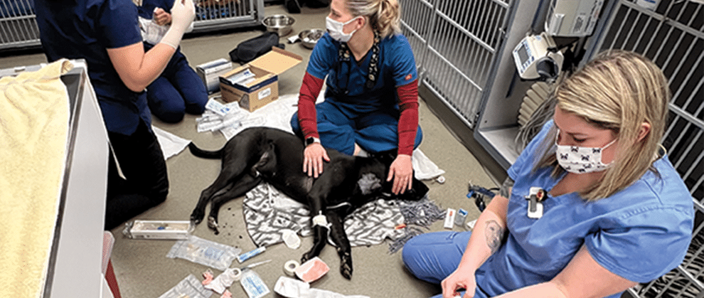 Advanced Nursing Care Provides a Chance at Survival - Featured Image