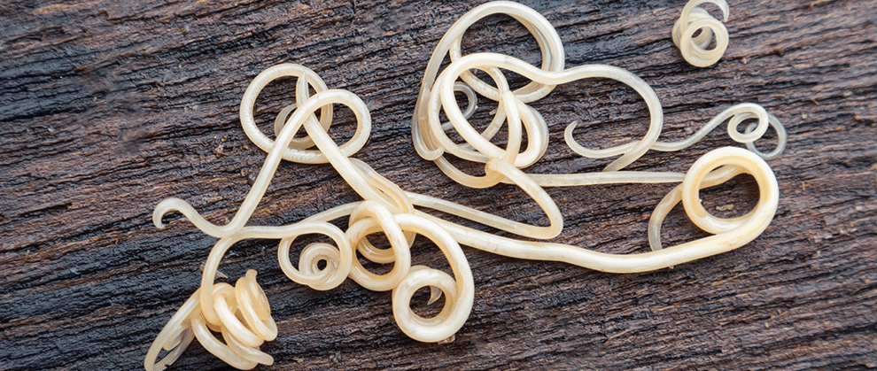 Understanding and Preventing Internal Parasites - Featured Image