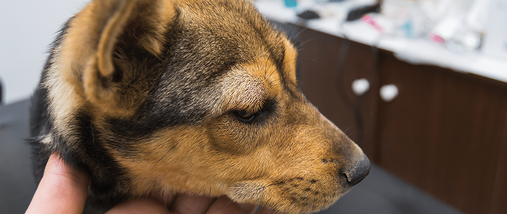 Understanding and Managing Anaphylaxis in Small Animals - Featured Image