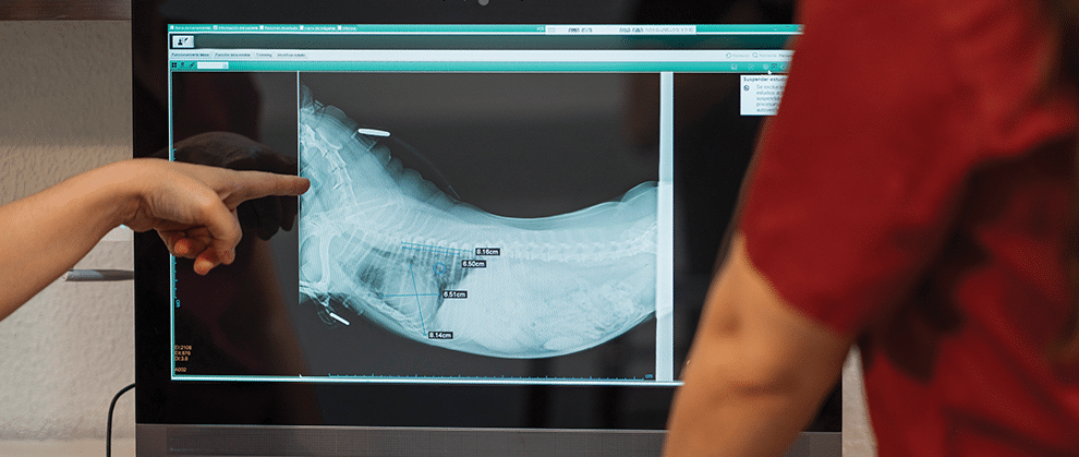 Hands-Free Radiography in Veterinary Medicine - Featured Image