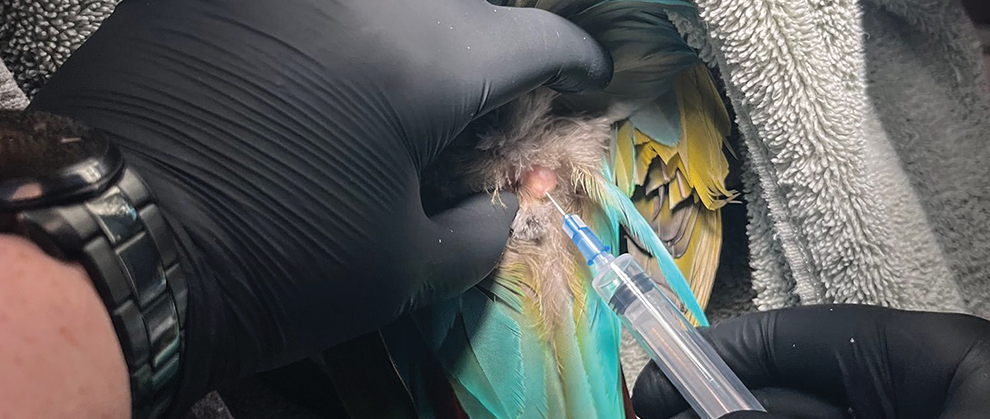 A Step-by-Step Guide to In-House Cytology in Veterinary Dermatology - Featured Image