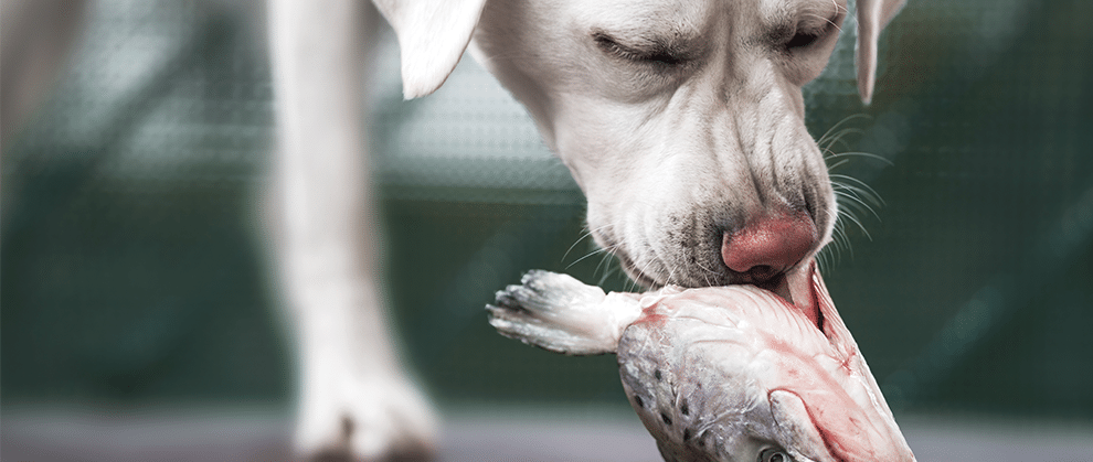 Battling Giants: A Case of Canine Dioctophymiasis - Featured Image