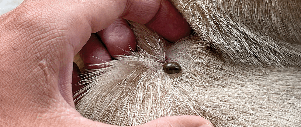 Understanding and Preventing External Parasites - Featured Image