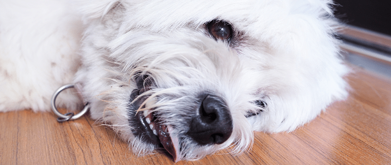 Emergency and Critical Care of the Veterinary Patient with Acute Brain Inflammation