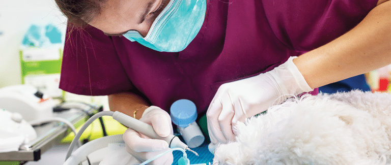 Ergonomics in Veterinary Dentistry: Maintaining Physical Health