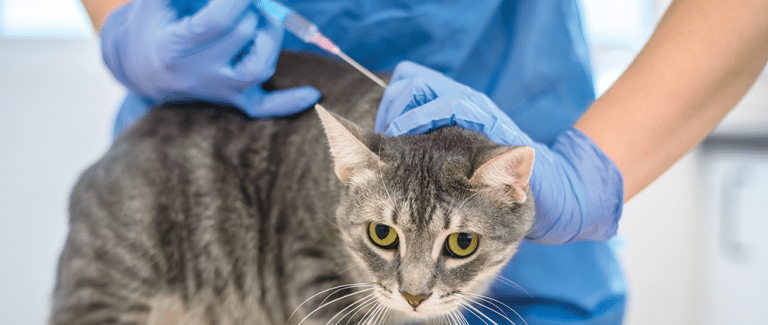 Core Vaccines and the One Health Connection: Protecting Pets, People, and the Planet