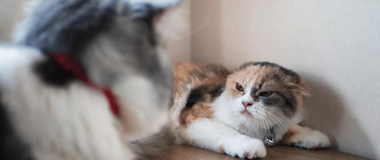 Addressing Conflict Between Feline Housemates