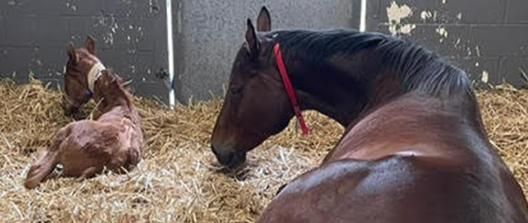 Case Report: Neonatal Intensive Care Following Dystocia in a Mare