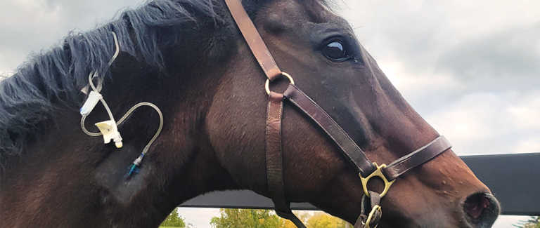 A Step-by-Step Guide to Intravenous Catheter Placement in the Equine Patient