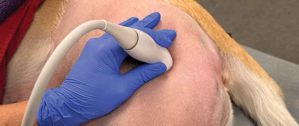 Ultrasound-Guided Locoregional Anesthesia for the Veterinary Nurse - Featured Image