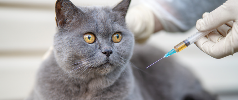 Noncore Vaccines: Tailored Protection for Every Pet